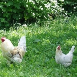 Kako dati koprivu kokošima